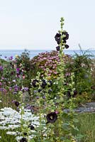 Hollyhocks and colourful summer annuals in a coastal garden 