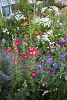 Hollyhocks in colourful summer flowerbed