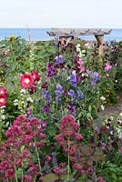 Hollyhocks and colourful summer planting in flowerbed by stone wall in coastal garden with sea views 