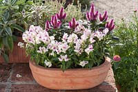 Oval Terracotta container with Anthirrinum 'Light Pink' and Celosia caracas