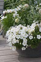Container with Buddleja Buzz 'Ivory' and Petunia 'Bingo Perfectunia'
