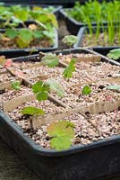 Pricking out seedlings of Geranium wallichianum 'Buxton's Blue'. Finished tray of seedlings