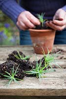 Potting on dianthus (Pinks) cuttings cuttings