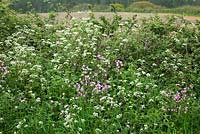 Anthriscus sylvestris and Silene dioica syn. Melandrium rubrum. Cow Parsley and Red Campion growing on the verge of a Dorset lane. 