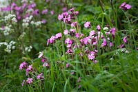 Silene dioica syn. Melandrium rubrum and Anthriscus sylvestris - Red Campion and Cow Parsley growing on the verge of a Dorset lane. 