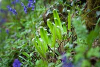 Asplenium scolopendrium - Unfurling fronds of Hart's tongue fern with bluebells. 