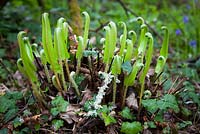 Asplenium scolopendrium - Unfurling fronds of Hart's tongue fern