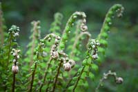 Polystichum setiferum - Unfurling Soft shield fern. 