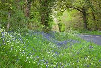 Bluebells and Stitchwort growing by a road near Exbury. Hyacinthoides non-scriptus, Stellaria holostea