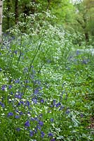 Bluebells, Stitchwort and Cow Parsley growing by a road near Exbury. Hyacinthoides non-scriptus, Stellaria holostea, Anthriscus sylvestris