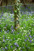 Bluebells and Stitchwort growing by a barbed wire fence near Exbury. Hyacinthoides non-scriptus, Stellaria holostea