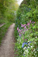 Red Campion, Greater Stitchwort and Bluebells growing in a hedgerow by a Devon lane. Silene dioica, Stellaria holostea, Hyacinthoides non-scriptus
