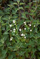Stellaria holostea, Urtica dioica - Greater Stitchwort growing amongst nettles in a hedgerow.