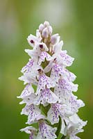Heath Spotted Orchid. Dactylorhiza maculata ssp. ericetorum