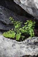 Adiantum capillus-veneris - Maidenhair fern growing amongst the rocks of the limestone pavement at the Burren, Ireland. 