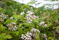 Rubus fruticosus agg. Blackberry - Bramble. 