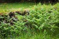 Pteridium aquilinum - Bracken growing by dry stone wall in Scotland. 