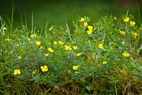 Potentilla erecta - Tormentil growing on top of mossy wall in Scotland. 