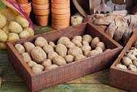 Box of potatoes (Solanum tuberosum 'Cara') being chitted. Seed potatoes placed in a bright environment to encourage good strong shoots before planting out. 