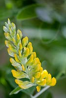 Cytisus battandieri - Pineapple broom 