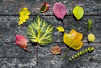Colourful autumn leaves of Liriodendron, Cotinus Grace, Oak, Cotinus coggygria,  ginkgo biloba, catalpa bignonioides, acer palmatum, parrotia persica vanessa, prunus, Cercidiphyllum japonicum, Carpinus, Sophora japonica