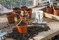 Potting on tomato seedlings in springtime.