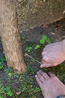 Gardener removing suckers from a lilac bush - Syringa vulgaris