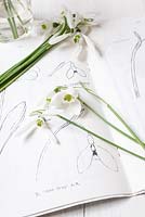 Galanthus - Snowdrops on snowdrop identification guide
