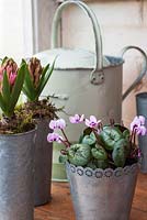 Cyclamen coum and pink hyacinths in metal containers with watering can