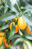 Oval kumquat - Fortunella margarita
