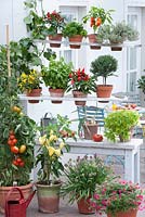 Purpose built shelves with holes for pots displaying containers of plants including edibles on terrace.  beef tomato, peppers, leeks mountain, snack peppers, chilli, basil, thyme, parsley, Ipomea batata Sweet Caroline