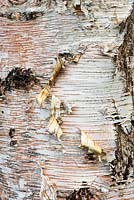 Betula ermanii 'Grayswood Hill' bark - Birch Tree bark