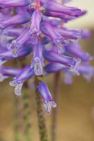 Lachenalia rupert - Cowslip flower
