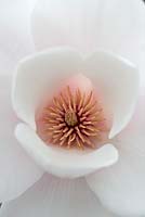 Magnolia 'Milky Way' flower