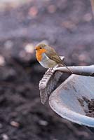 Erithacus Rubecula - Robin standing on a garden rake looking for food in a garden. England