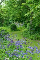 Blue aquilegias naturalised beside grass path leading to woodland. Box topiary. Hardwicke House, Fen Ditton.