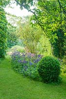 Blue aquilegias, box topiary, grass path, Rosa sericea pteracantha. Hardwicke House, Fen Ditton, May