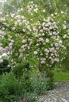 Rosa 'New Dawn' trained over timber pergola. June. 