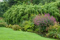 Stream with moisture loving plants. Lythrum salicaria, bamboos, Filipendula, Acorus etc. Cambridge Botanic Gardens.