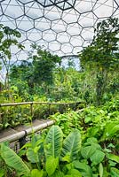 View of the Rainforest Biodome at The Eden Project
