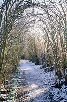 Hazel walk after snow. Trained Corylus avellana forming tunnel. Madingley Hall, Cambridge