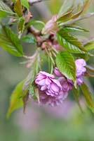 Prunus 'Kiku-shidare-zakura' in Spring