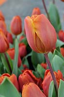 Tulipa hybrid 'Orange Sherpa' developed specially for the Nuclear Security Summit held in The Hague in 2014. 