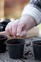Man sowing seeds of kale 'Nero di Toscana' in pots.