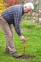 Planting Acer palmatum - Japanese Maple. Firming soil around.