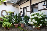 Courtyard with container planting. Hydrangea 'Annabelle', box topiary, Hosta. De Carishof