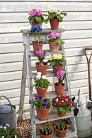 Spring flowers displayed in pots on ladder including primroses and hyacinths