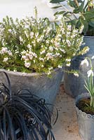 Erica carnea 'Winter Snow' - white heather in container with Ophiopogon planiscapus 'Nigrescens'