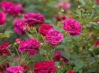 Rosa 'Darcey Bussell' (Ausdecorum) - David Austin English Rose, Double/Full bloom, scented