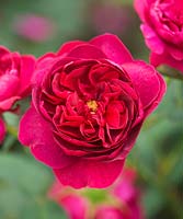 Rosa 'Darcey Bussell' (Ausdecorum) - David Austin English Rose, Double/Full bloom, scented
